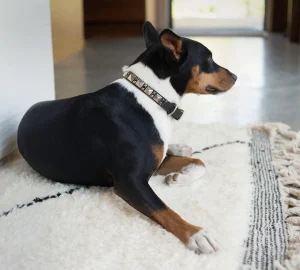 Calleen Cordero Zumo 12" Dog Collars | 12” Dog Collar